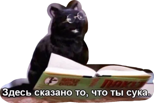 Дикпик только без дикпиков - 