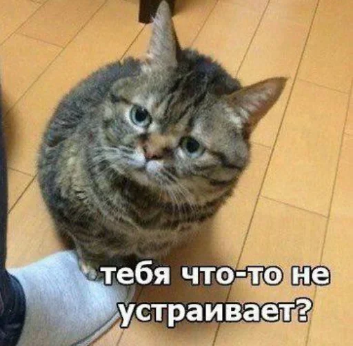 Стикер Dididi16_by_fStikBot - 1