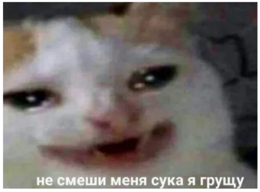 Стикер Мои котята 🗿🐈 :: @fStikBot - 9