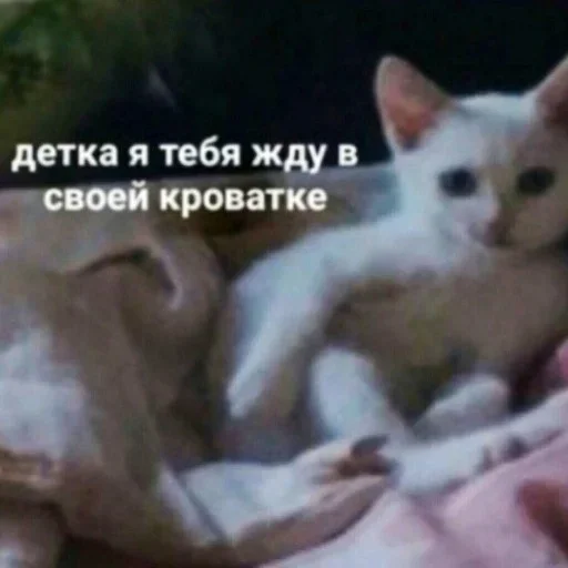 Стикер Мои котята 🗿🐈 :: @fStikBot - 8