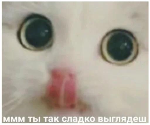 Стикер Мои котята 🗿🐈 :: @fStikBot - 7