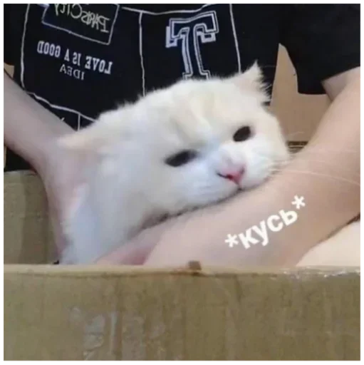 Стикер Мои котята 🗿🐈 :: @fStikBot - 5