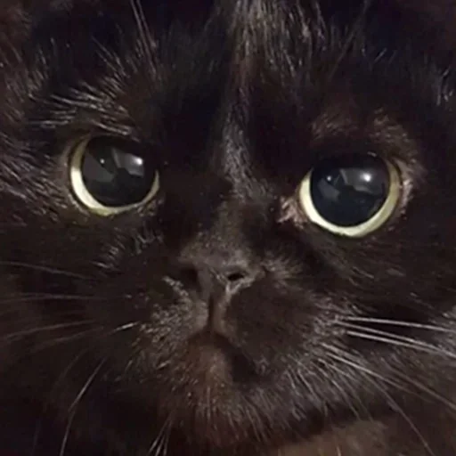 Стикер Мои котята 🗿🐈 :: @fStikBot - 4