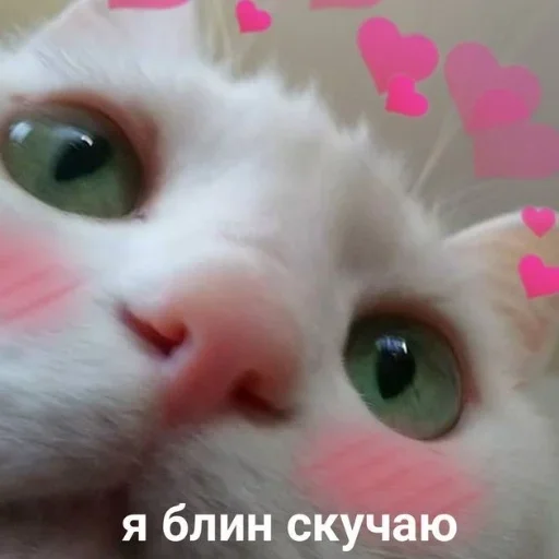 Стикер Мои котята 🗿🐈 :: @fStikBot - 2