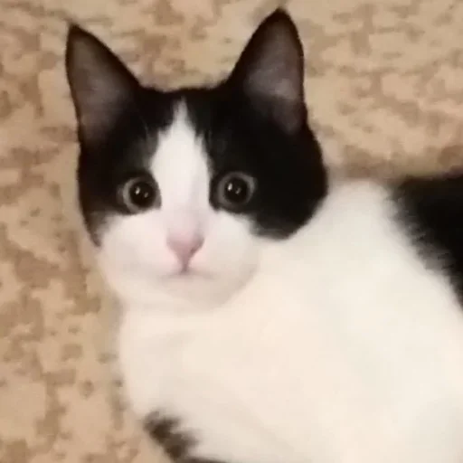 Стикер Мои котята 🗿🐈 :: @fStikBot - 1