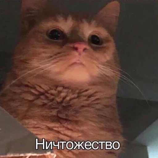 Стикер Мои котята 🗿🐈 :: @fStikBot - 0