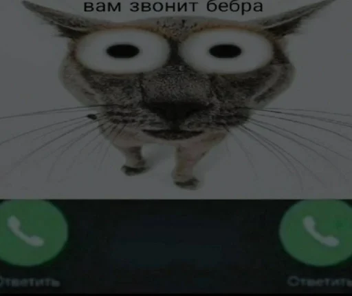 животное СМС сова