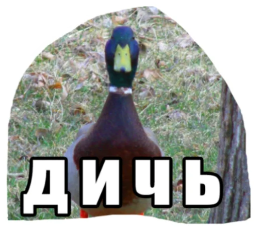 ДИЧЬ - 