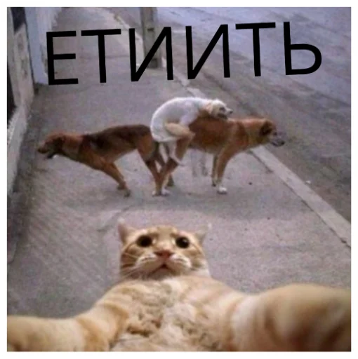 Sticker ДИЧЬ - 6