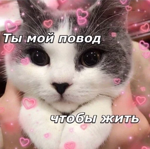 млекопитающее животное кошка