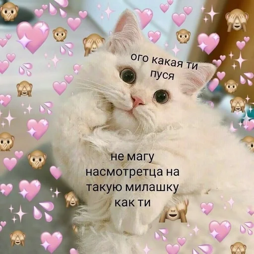 кошка домашняя кошка кошки малого и среднего размера