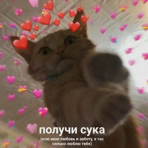 млекопитающее животное кошки малого и среднего размера