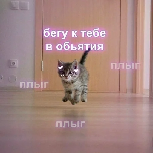 кошка СМС животное