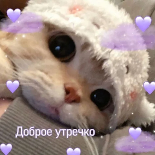 мех кошки малого и среднего размера животное