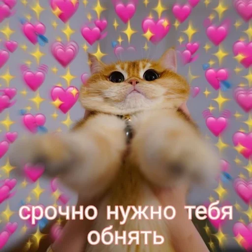 млекопитающее животное домашняя кошка