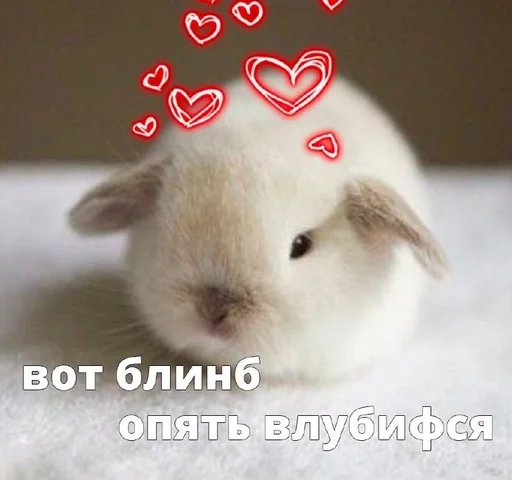 млекопитающее животное СМС