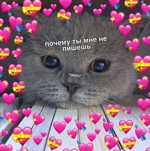 животное СМС киска