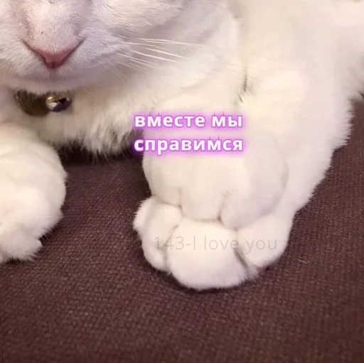 млекопитающее животное кошки малого и среднего размера