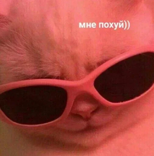 cat accessory eyewear