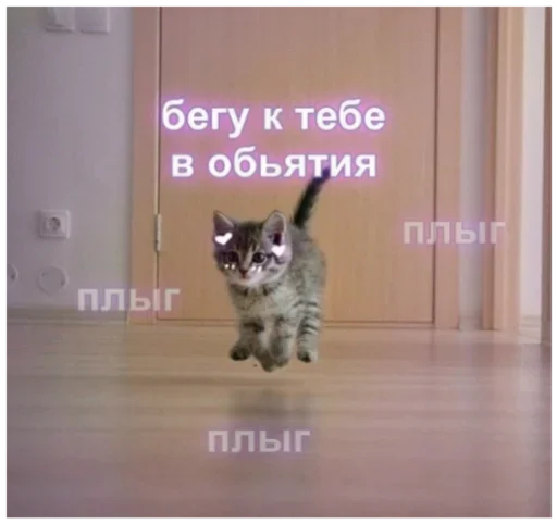 cat animal domestic cat