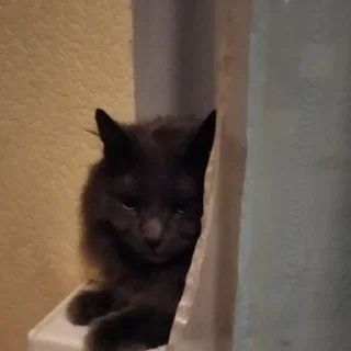 Sticker Dima_🐱 - 4