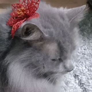 Sticker Dima_🐱 - 6