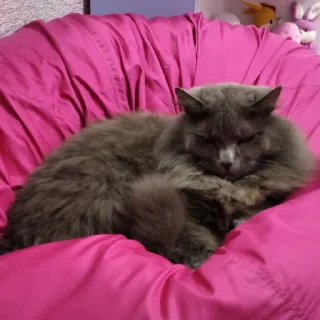 Sticker Dima_🐱 - 7