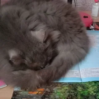 Sticker Dima_🐱 - 8