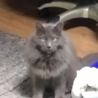 Sticker Dima_🐱 - 1