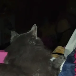 Sticker Dima_🐱 - 9