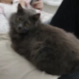 Sticker Dima_🐱 - 3