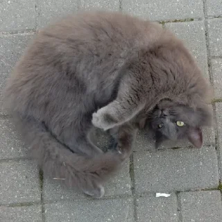 Sticker Dima_🐱 - 11