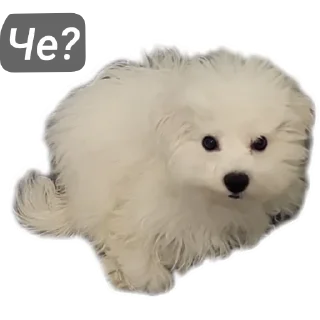 Sticker elgatto life by @infeelgreen - 11