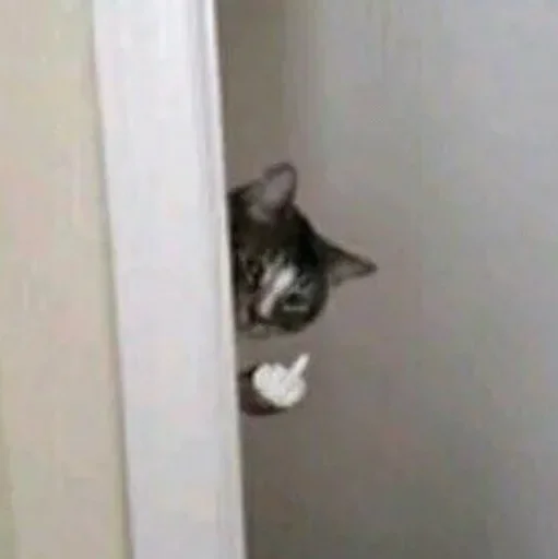 wall indoor small to medium-sized cats