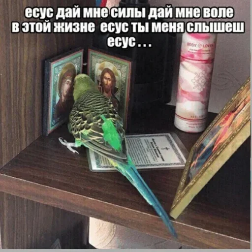 bird parrot book