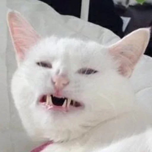 mammal animal domestic cat