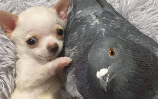 Sticker Disapprovingdog - 1