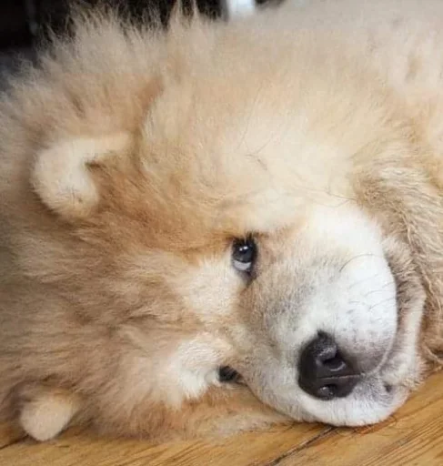 Sticker Disapprovingdog - 1