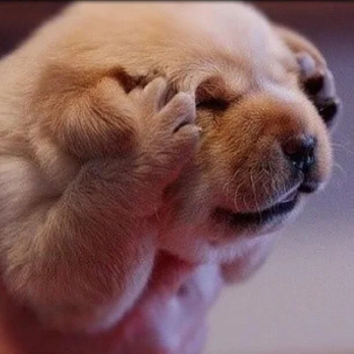 Sticker Disapprovingdog - 1