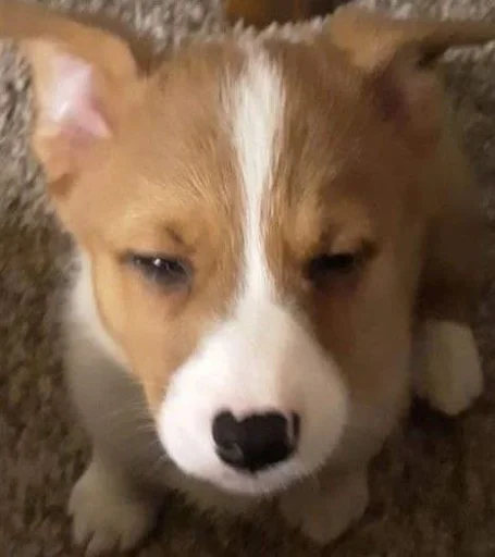 Sticker Disapprovingdog - 1