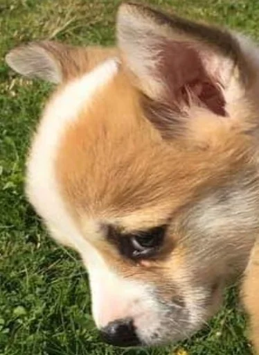 Стикер Disapprovingdog - 1