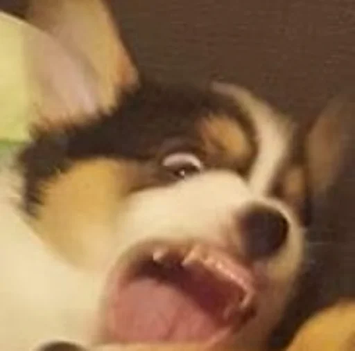 Стикер Disapprovingdog - 1