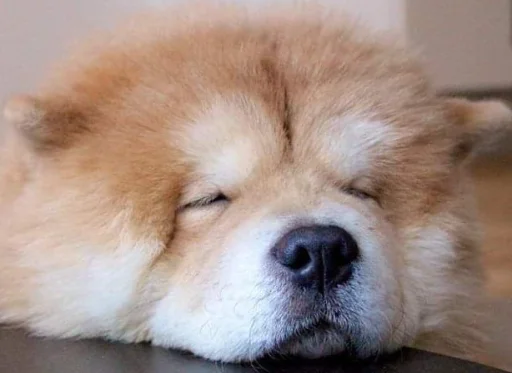 Sticker Disapprovingdog - 1