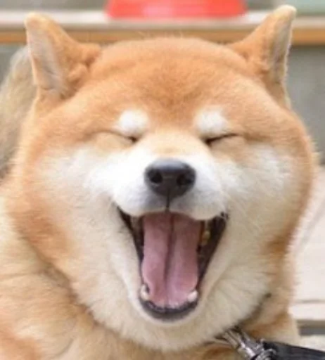 Sticker Disapprovingdog - 1