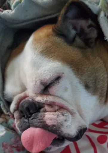 Sticker Disapprovingdog - 1