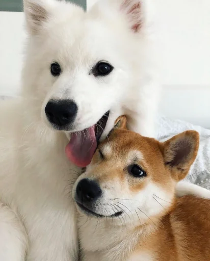 Стикер Disapprovingdog - 1