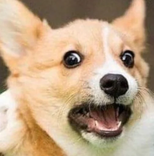 Sticker Disapprovingdog - 1