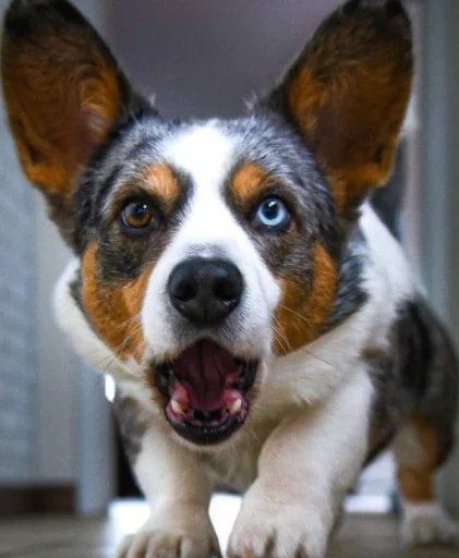 Стикер Disapprovingdog - 1