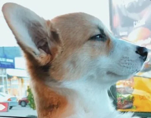 Sticker Disapprovingdog - 1