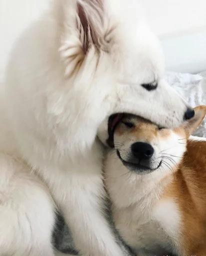 Стикер Disapprovingdog - 1